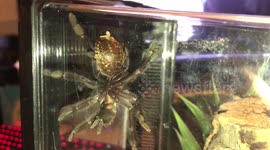 Venezuelan Suntiger tarantula does