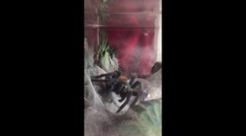 Greenbottle Blue tarantula grooming itself! (Fangs visible)