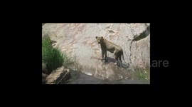 Young kudu antelope escapes the claws of a hungry lioness