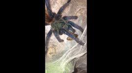 Greenbottle Blue tarantula eats a roach!