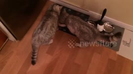 When your friend's food arrives before yours...