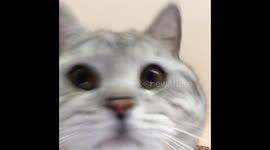 Cat takes selfie
