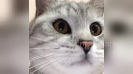 Newsflare Edit - Cat takes selfie