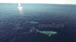 Impressive drone footage of grey whales migrating off coast of San Diego