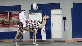 Man rides camel into drive through in Qatar