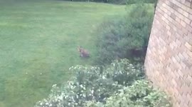Fox Chilling In Garden