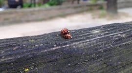 another Spring Afternoon in London