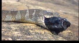 Water Snake Eats Weird Fish - Attacks Camera!