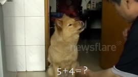 Dog Does Maths