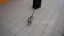 Tiny Yorkshire terrier rolls his much larger suitcase through US airport