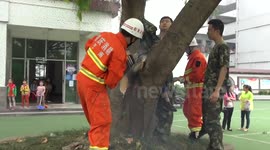 Boy's knee released from tree