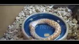 snake eats its own tail after mistaking it for a predator