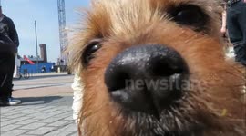 The Sci Fido Dog Show