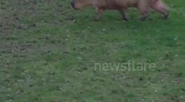 South American Capybara at North Weald Golf Club