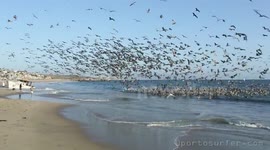 Amazing Pelican Feeding Frenzy, Playa del Rey, CA May 5, 2014
