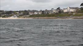 Rare Dolphins Falmouth Bay With AK Wildlife Cruises