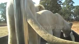 Two lions jump into back of truck