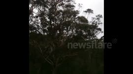 Light Plane Crash in Lawson, Australia - CAPS Cirrus Airframe Parachute System