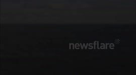 Minke Whale in Falmouth Bay