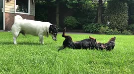 Dachshund loves rolling around on the grass