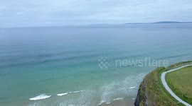 Dolphins in Ballybunion.