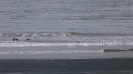 Crocodile Eating Stingray In Costa Rica