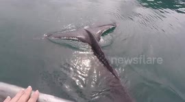 Tourists have close encounter with humpback whale