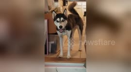 Husky tries to blag his way into his owner's office
