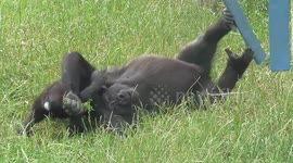 Heartwarming, As Gorilla Lope Finally Gets To Play With His Baby Brother