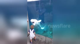 Boy befriends beluga whale at aquarium