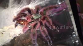 Beautful Antilles Pinktoe Tarantula eating a cockroach