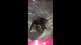Greenbottle Blue tarantula eating a worm. Spooky spider eyes visible!