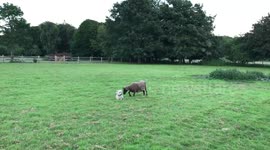 Is this the worst sheepdog in the world?