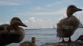 Mallard Ducklings Cute and Comfortably Close