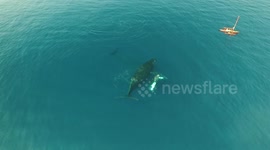 humpback whales aerial drone