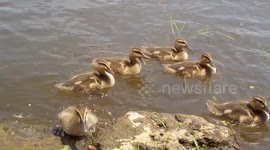 Mama Mallard Duck and Her Ducklings