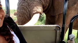 Elephant brushes up against open safari vehicle