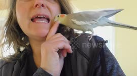 Cockatiel Whisperer Not