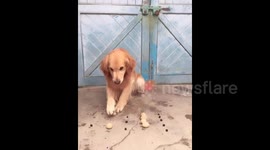 Golden retriever knows mathematics