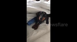 Waking up a sleepy Dachshund underneath the covers