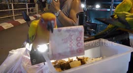 Bird likes news vendor's money