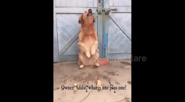 Dog appears to do simple mathematics