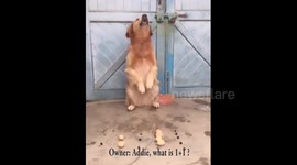 Dog appears to do simple mathematics