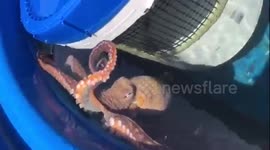 Octopus splashes woman in Hawaii