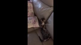 Cute Kitties play fighting