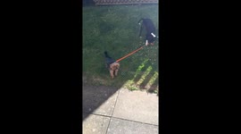 Chico taking Mac for a walk.