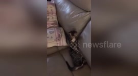 Newsflare Edit - Cute Kitties play fighting