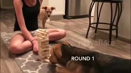 Dog plays Jenga