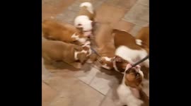 Bullies  Tug-of-War