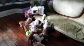 Just a bulldog mum and her very energetic pups